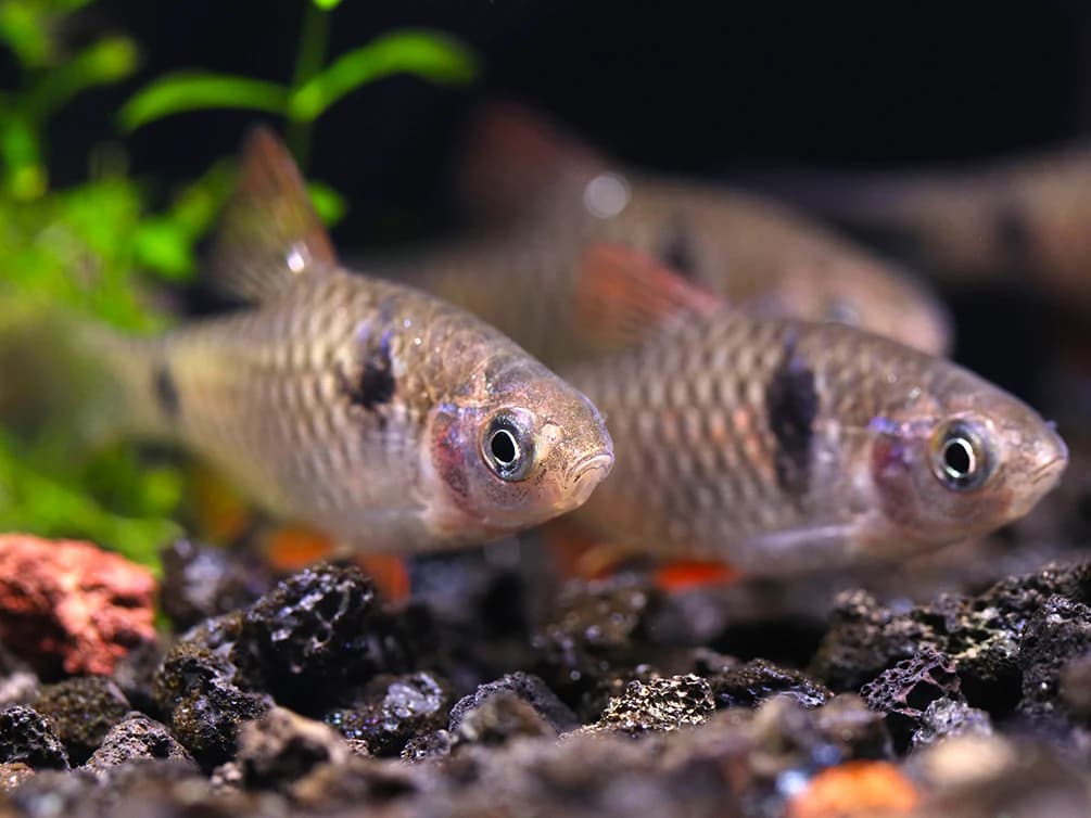Odessa Barb freshwater aquarium image