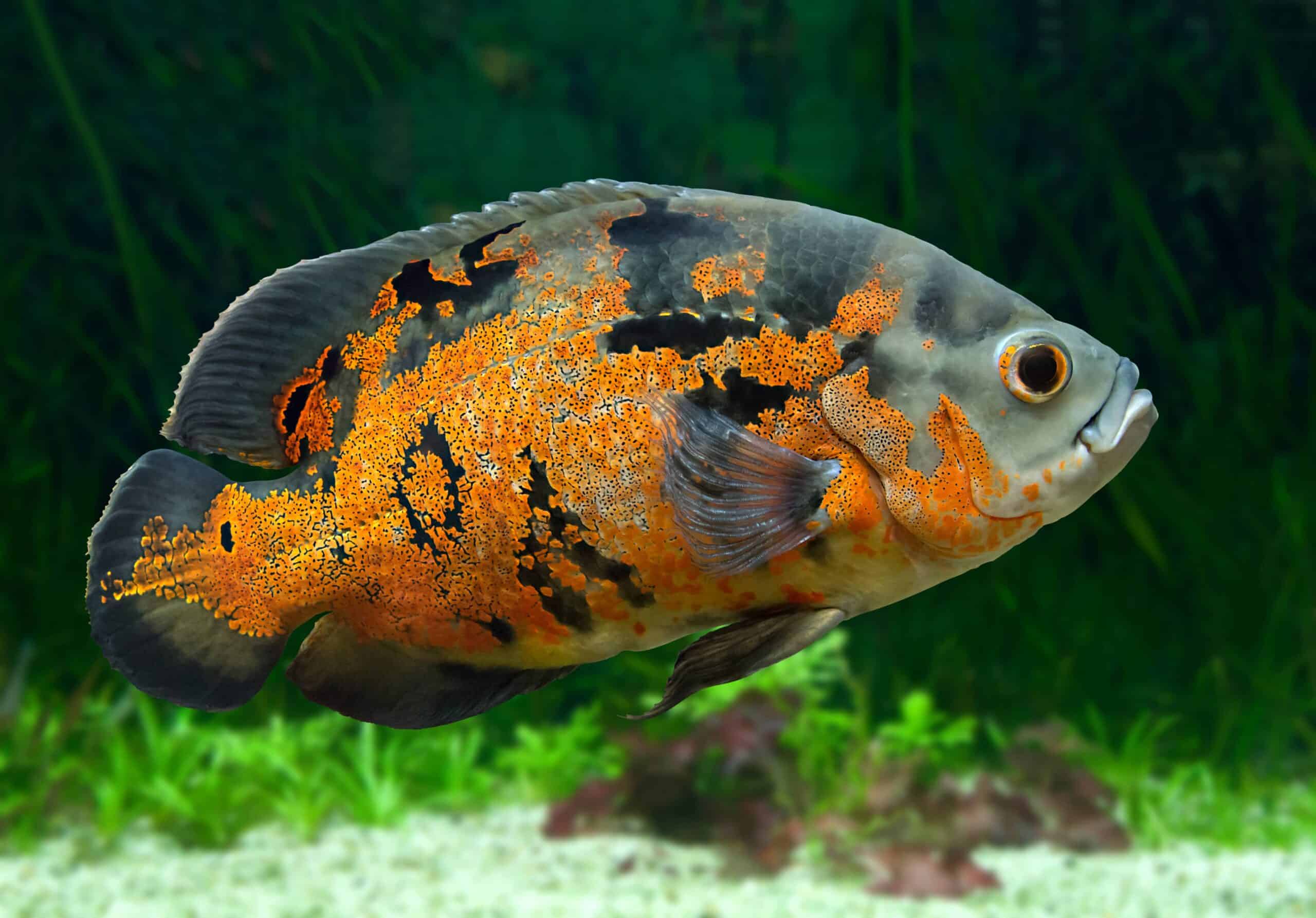 Oscar Cichlid in an aquarium