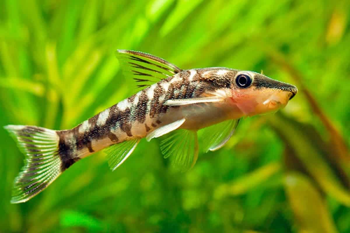 Otocinclus in an aquarium