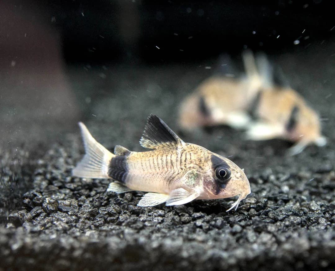 Panda Corydoras in a freshwater aquarium