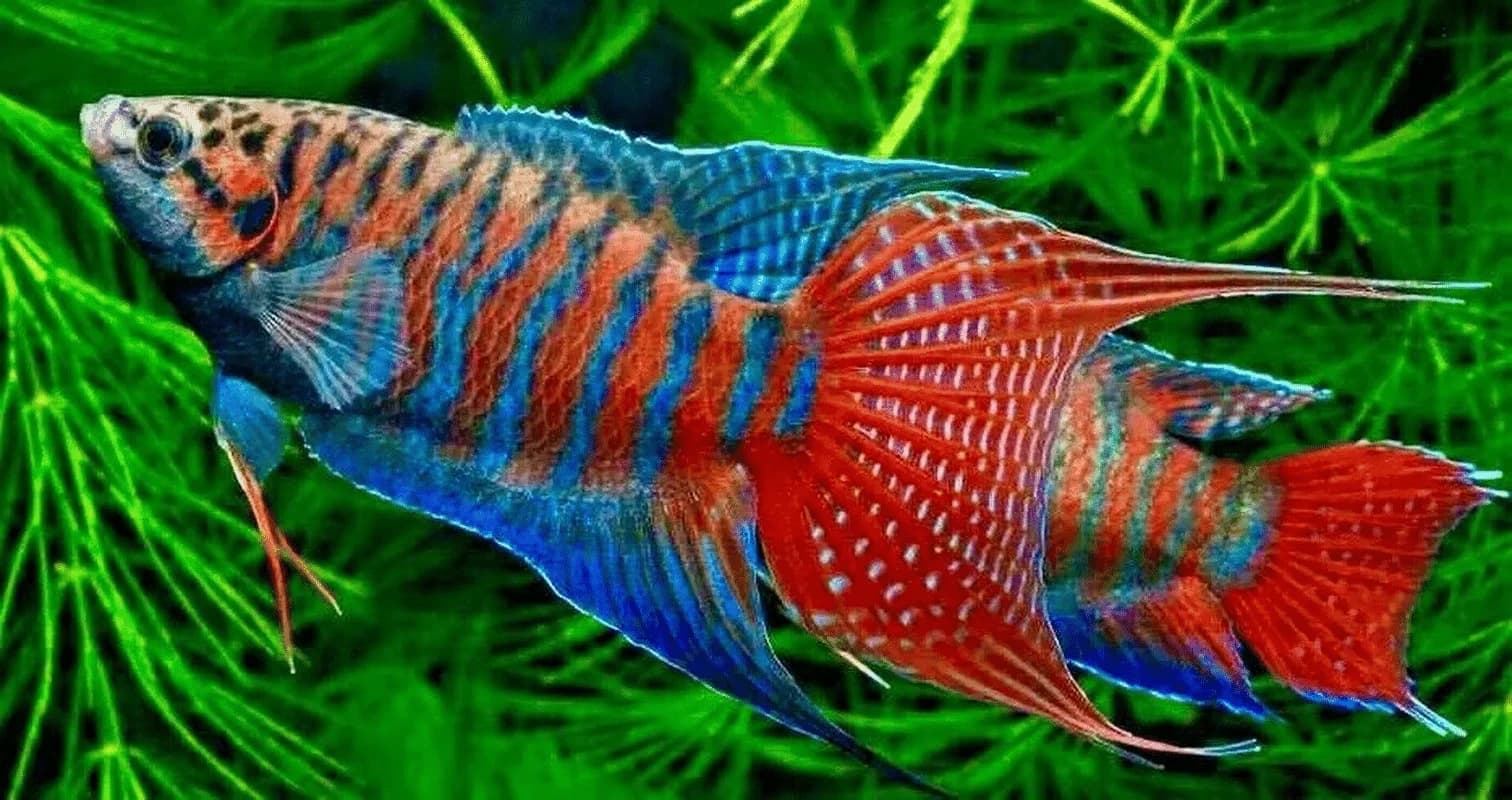 Paradise Fish in a freshwater aquarium