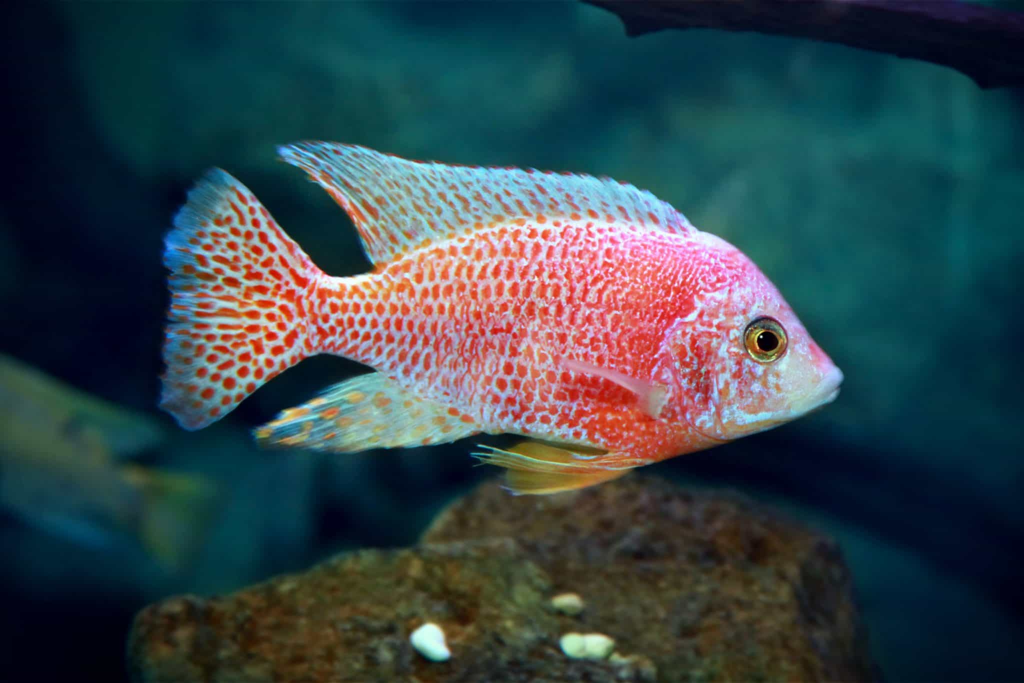 Peacock Cichlid in a freshwater aquarium