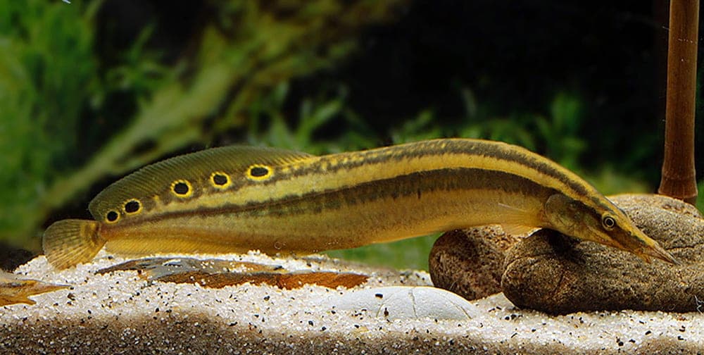 Peacock Eel freshwater aquarium photo