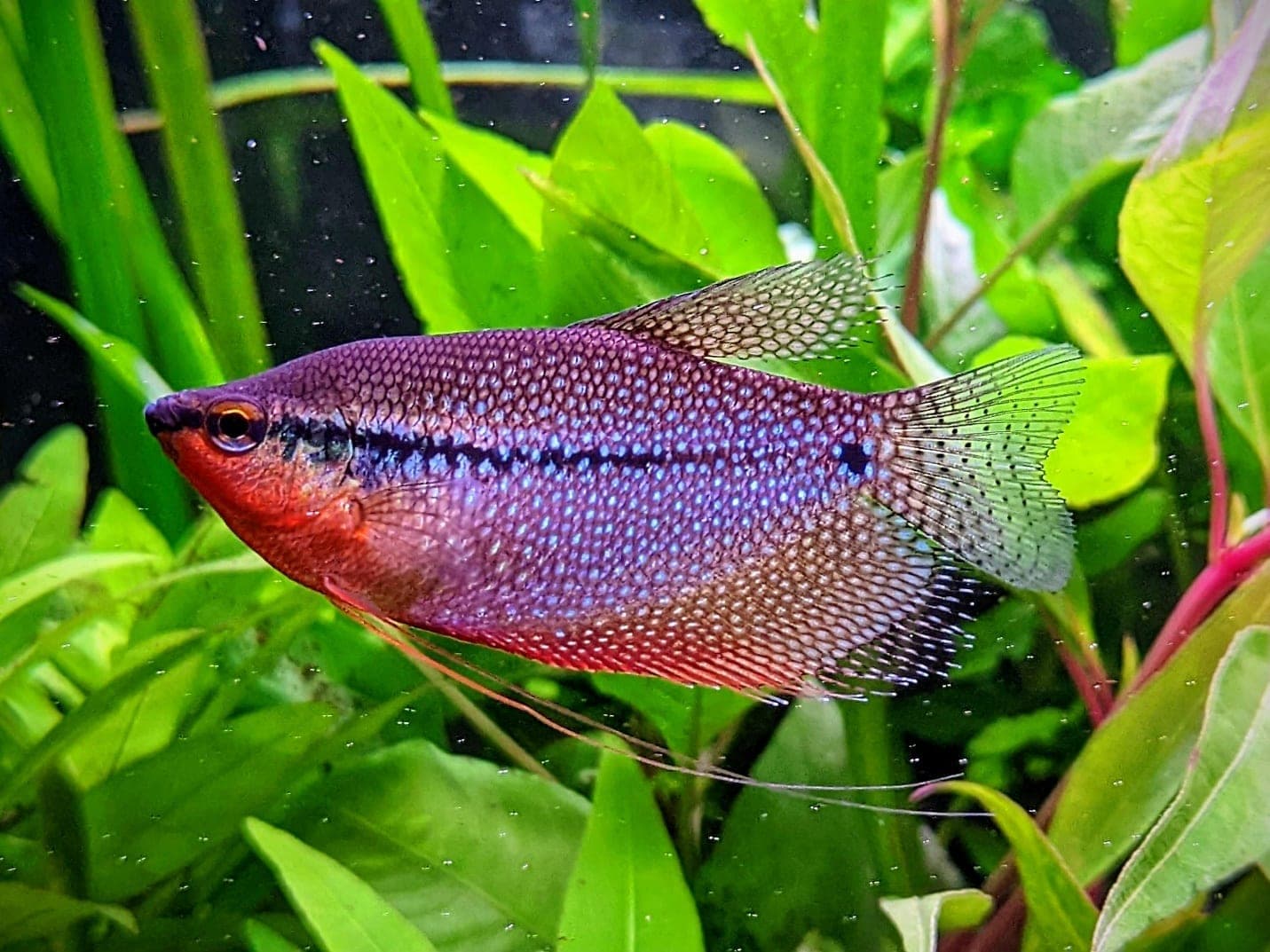 Pearl Gourami in an aquarium