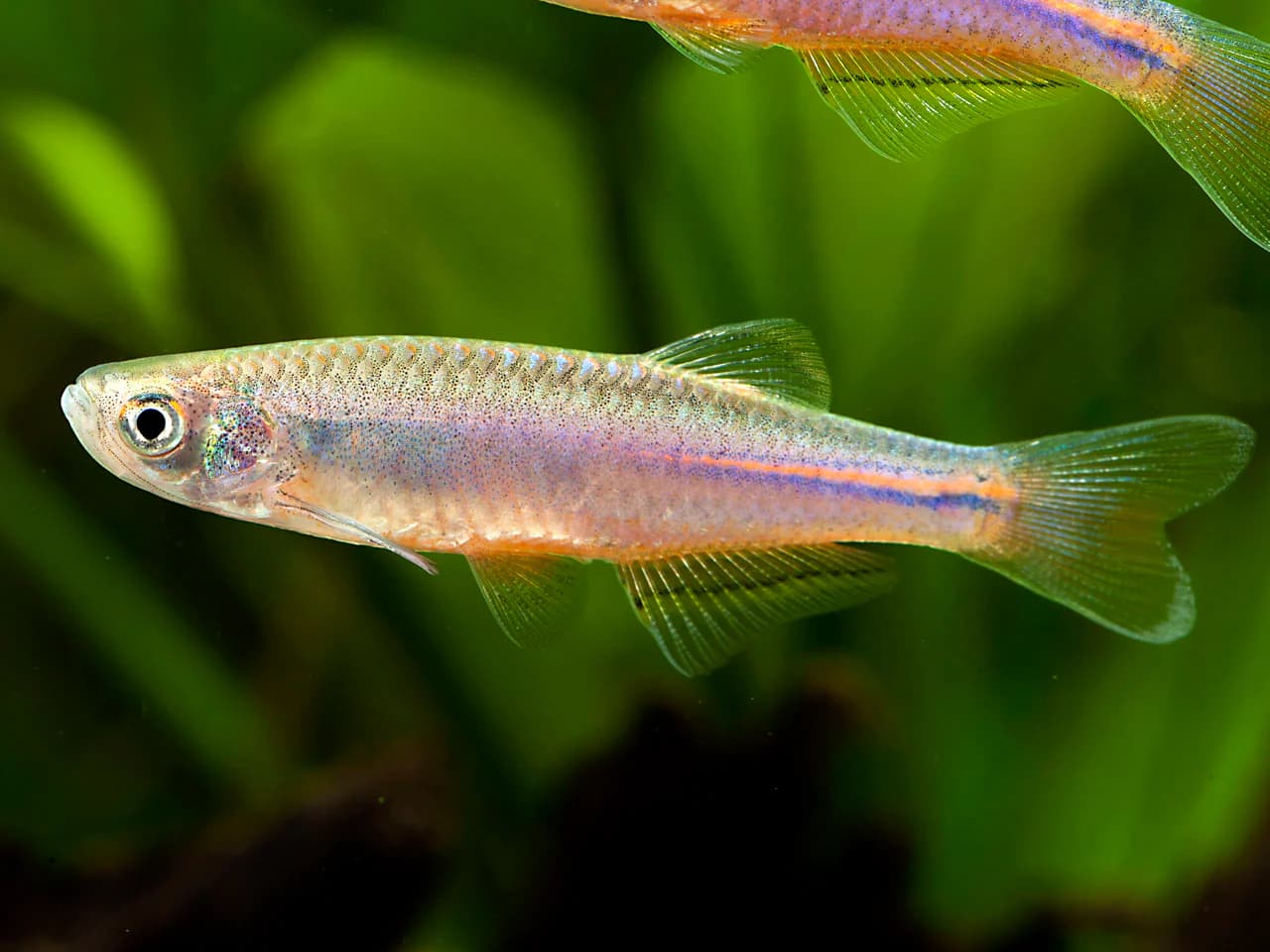 Pearl Danio in a freshwater aquarium