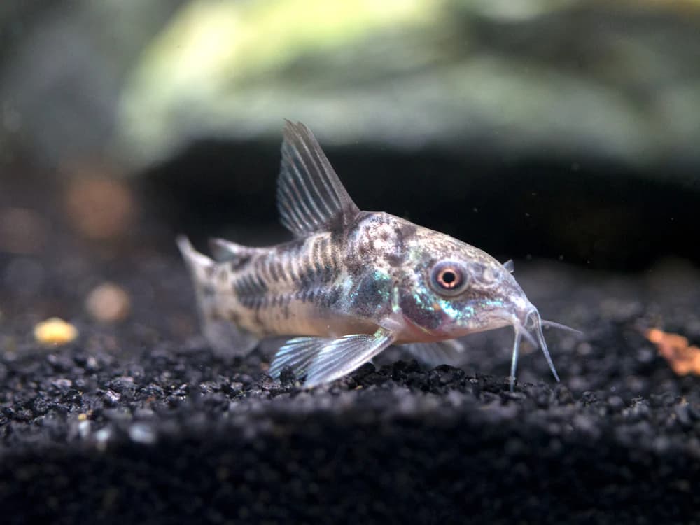 Peppered Corydoras in a freshwater aquarium