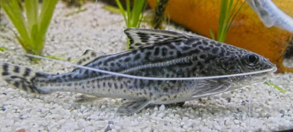 Pictus Catfish freshwater aquarium image