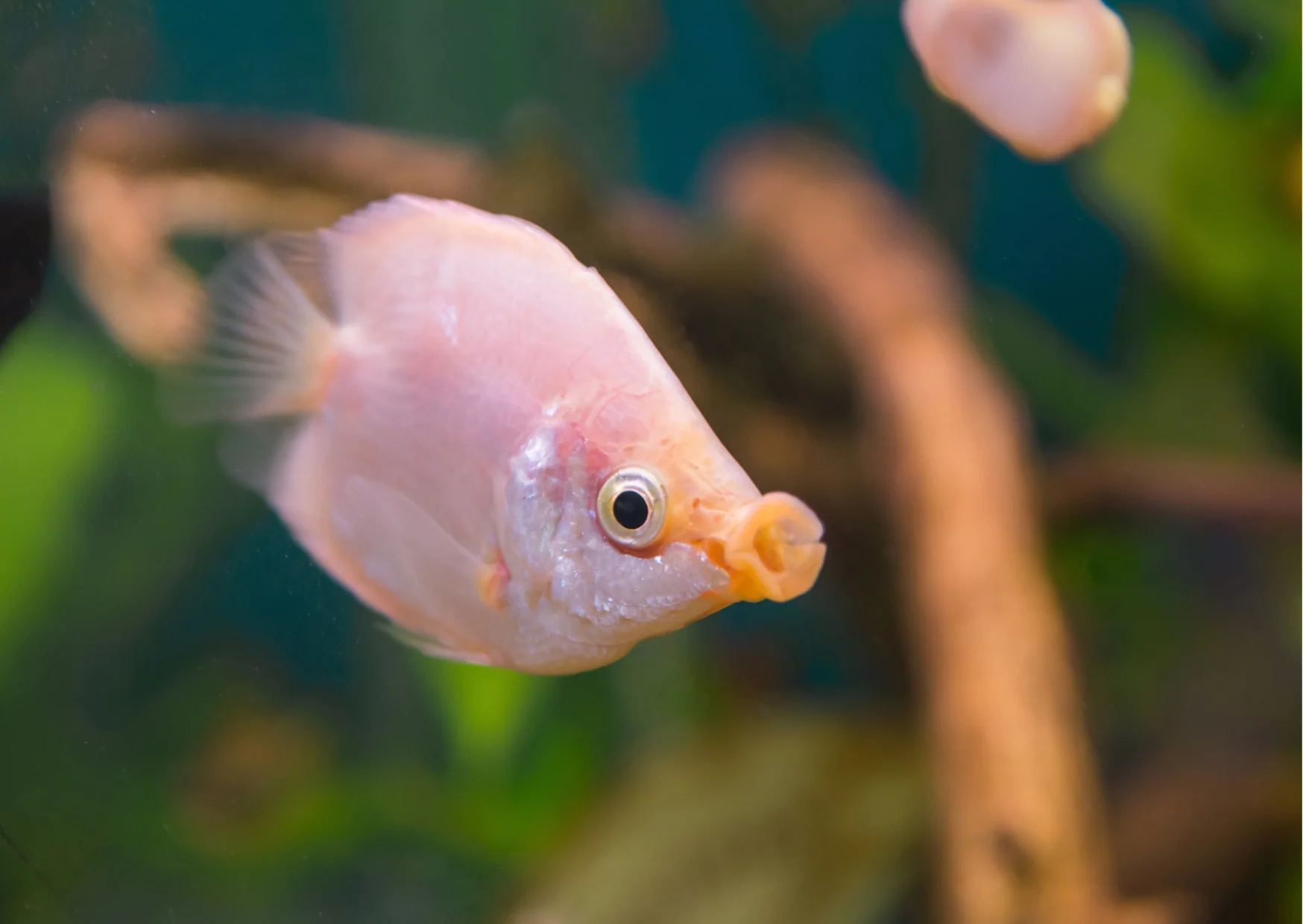 Pink Kissing Gourami freshwater aquarium image