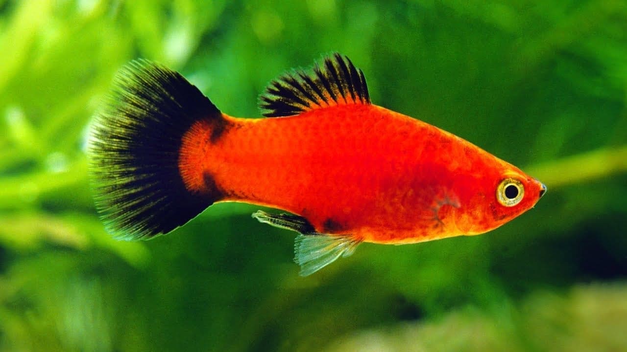 Platy in an aquarium
