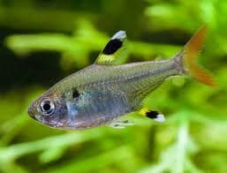 Pristella Tetra freshwater aquarium photo
