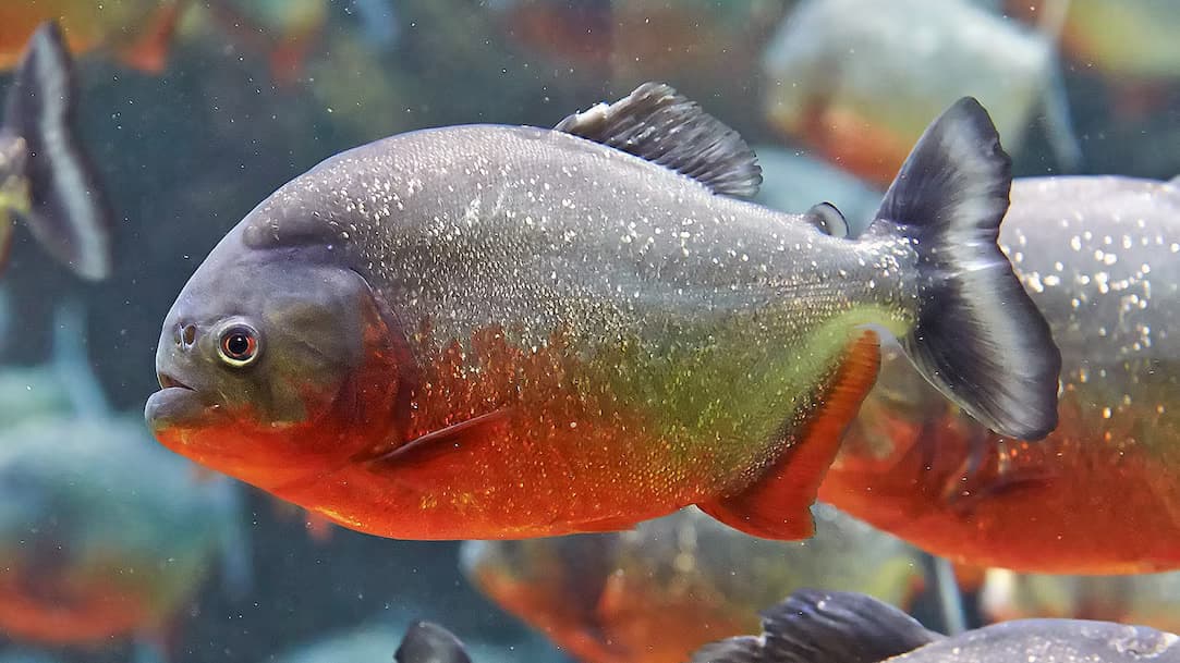 Red-bellied Piranha freshwater aquarium image