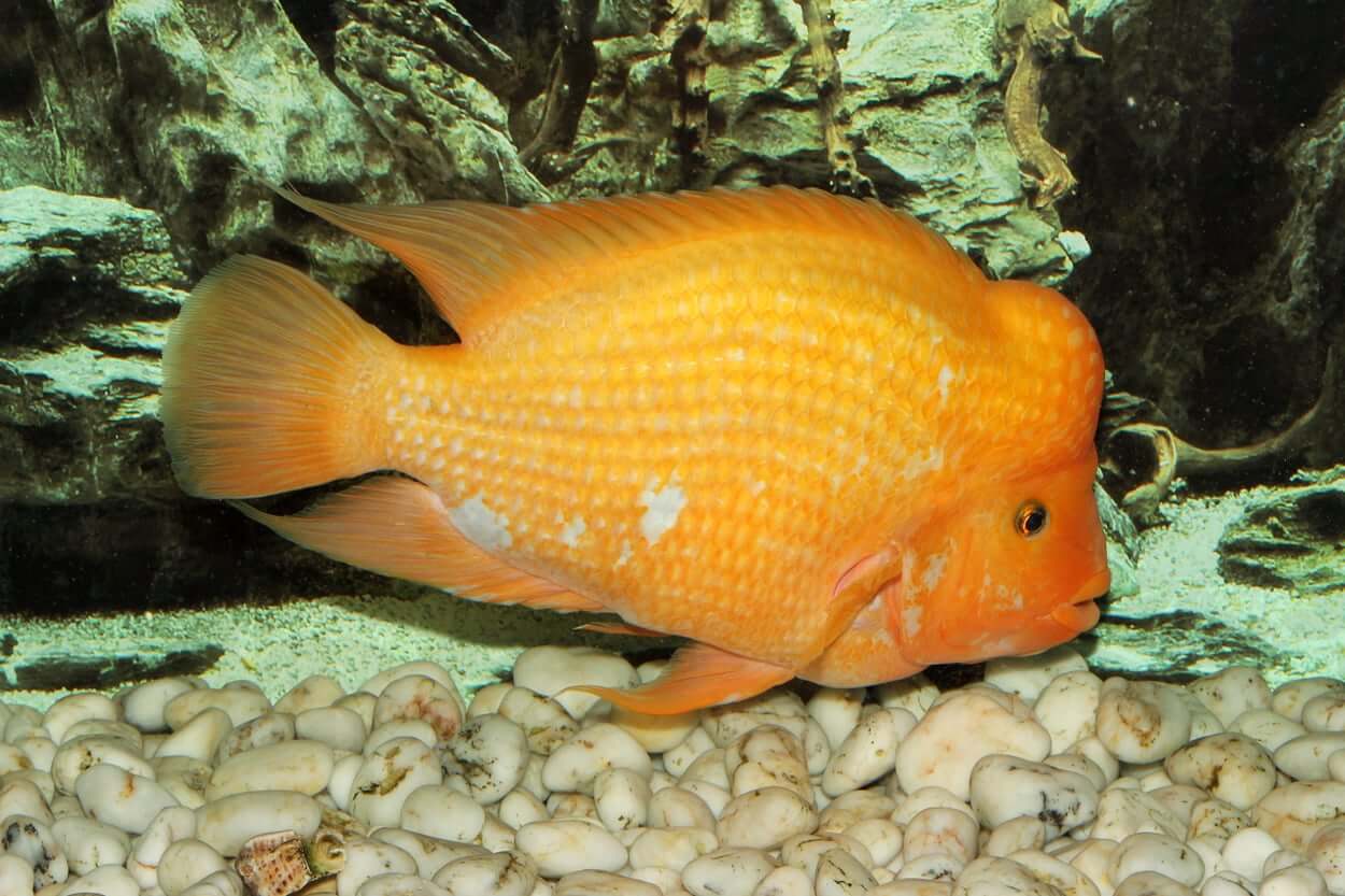 Red Devil Cichlid freshwater aquarium photo