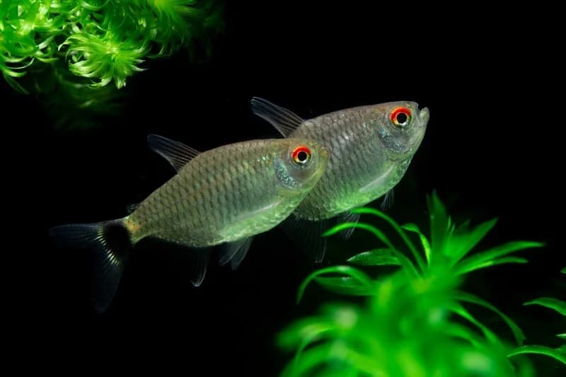 Red Eye Tetra freshwater aquarium image