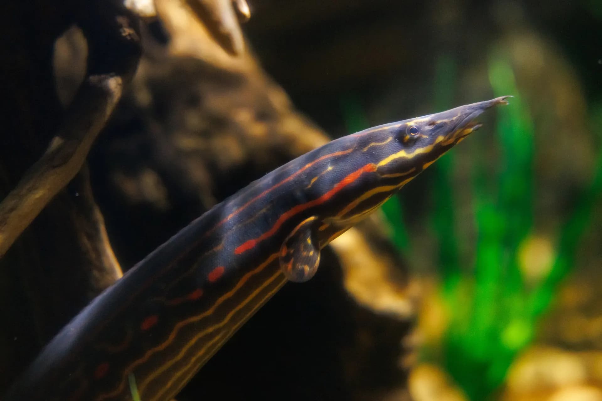 Red Fire Eel freshwater aquarium photo