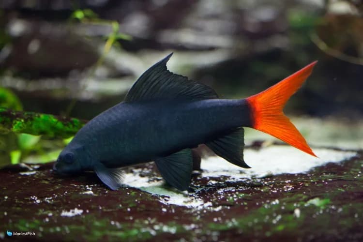Red Tail Shark in a freshwater aquarium