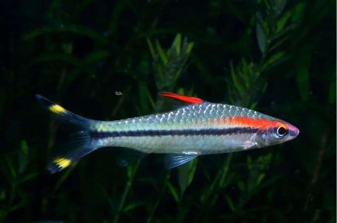 Roseline Shark freshwater aquarium image