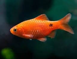 Rosy Barb in a freshwater aquarium