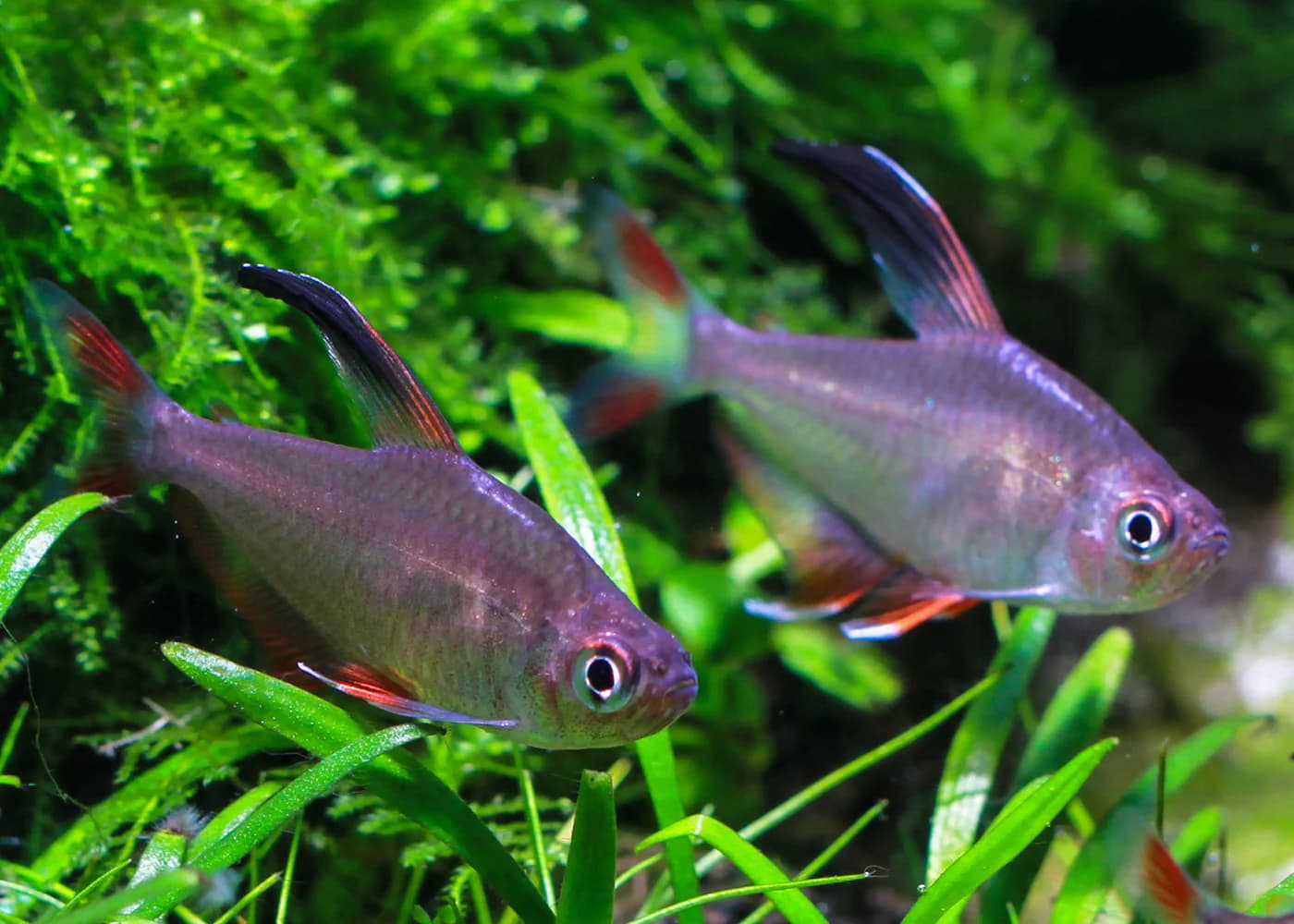 Rosy Tetra in a freshwater aquarium