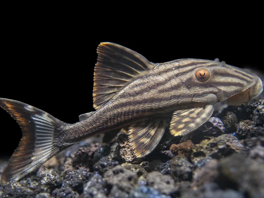 Royal Pleco in a freshwater aquarium