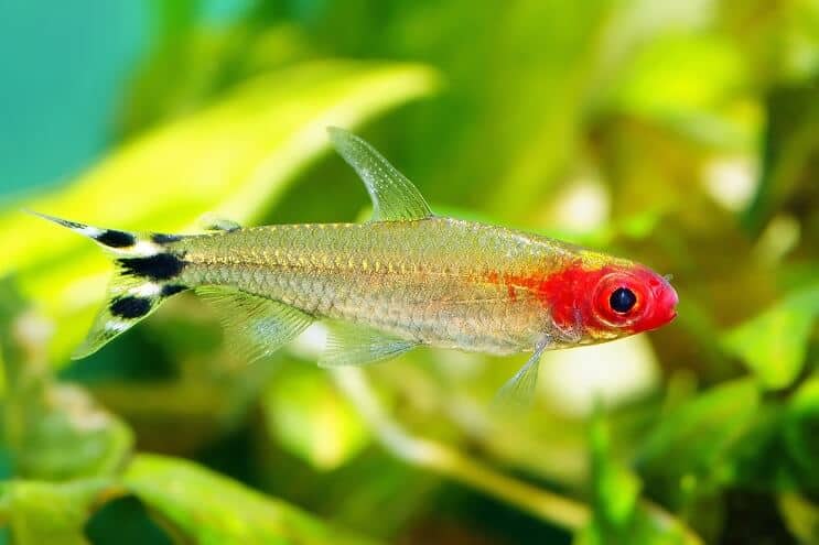 Rummy Nose Tetra in an aquarium