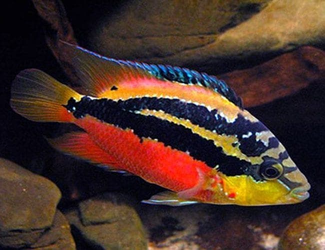 Salvini Cichlid freshwater aquarium photo
