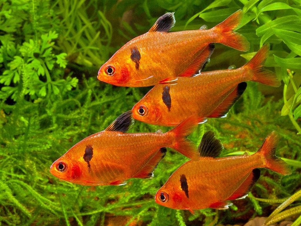 Serpae Tetra in a freshwater aquarium