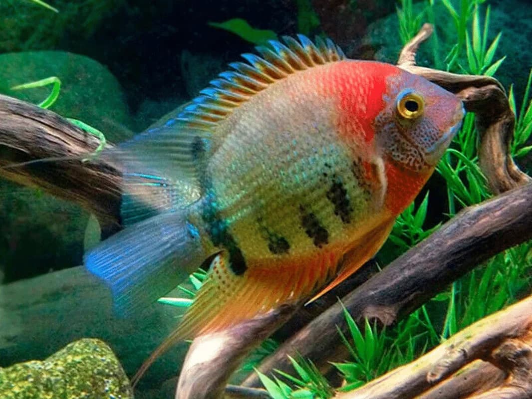Severum Cichlid in a freshwater aquarium