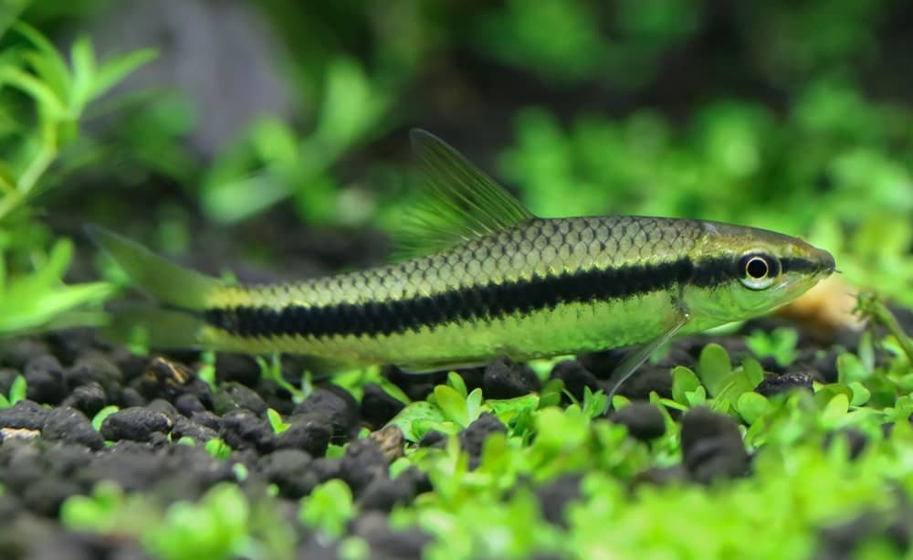 Siamese Algae Eater in a freshwater aquarium