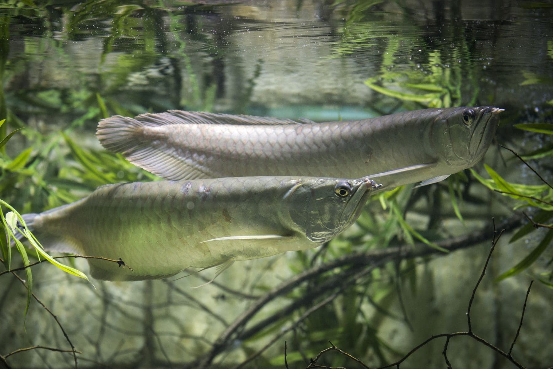 Silver Arowana freshwater aquarium photo