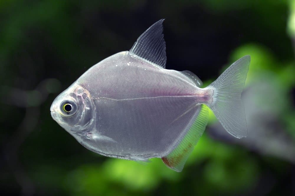 Silver Dollar in a freshwater aquarium