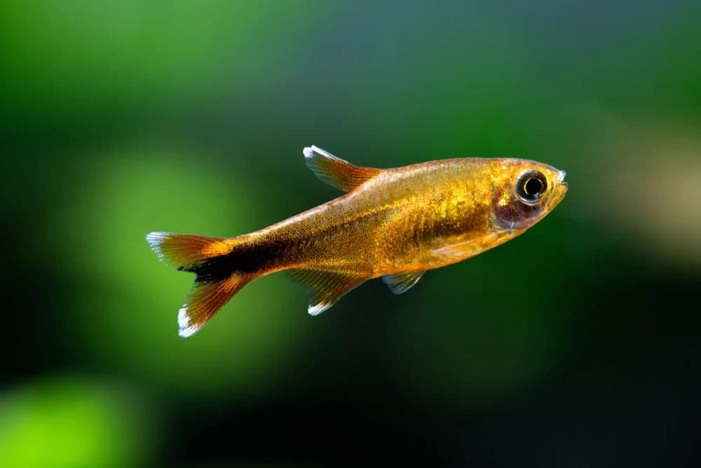 Silvertip Tetra freshwater aquarium image