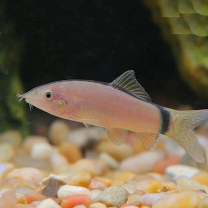 Skunk Loach freshwater aquarium image