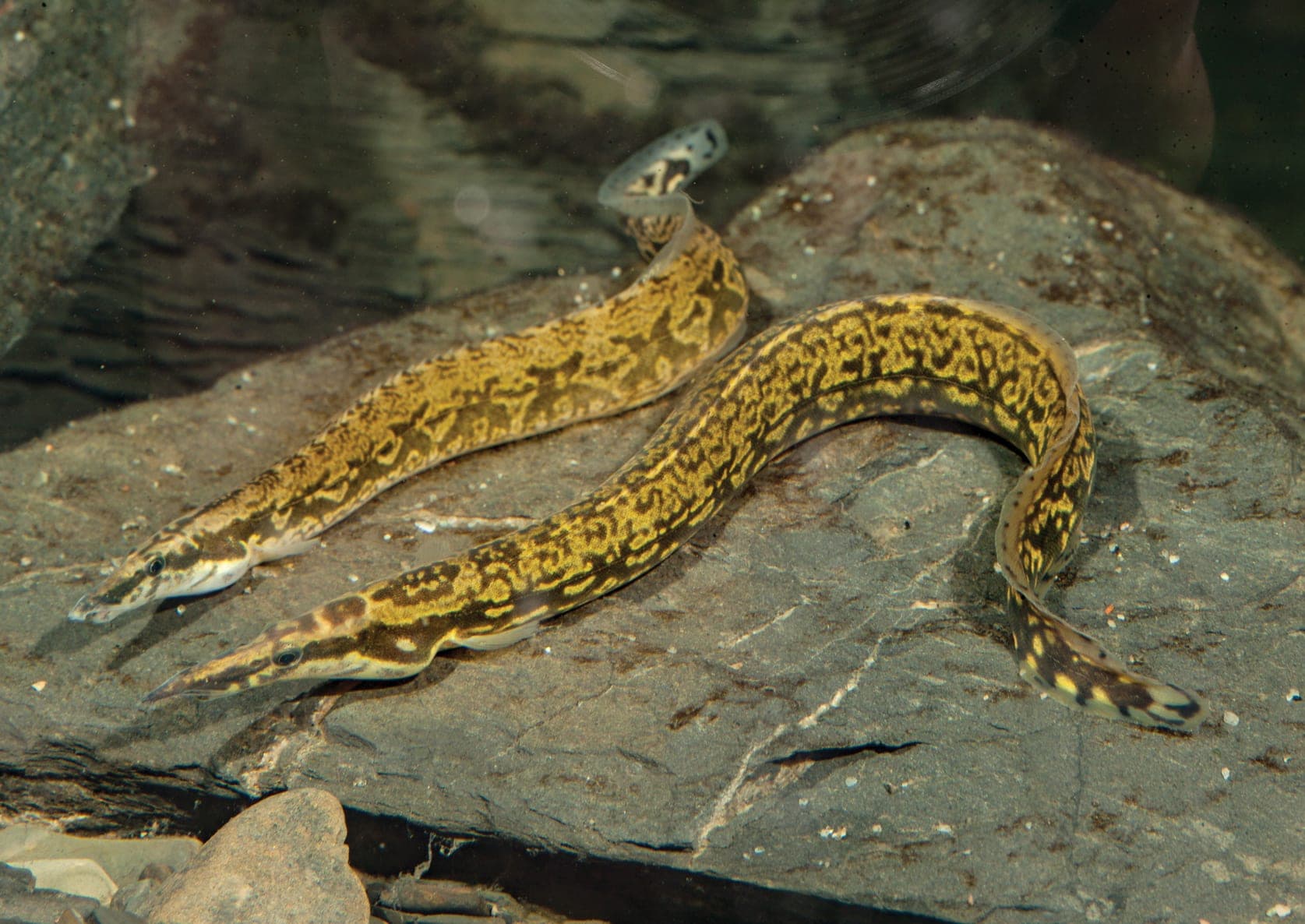 Spiny Eel freshwater aquarium photo