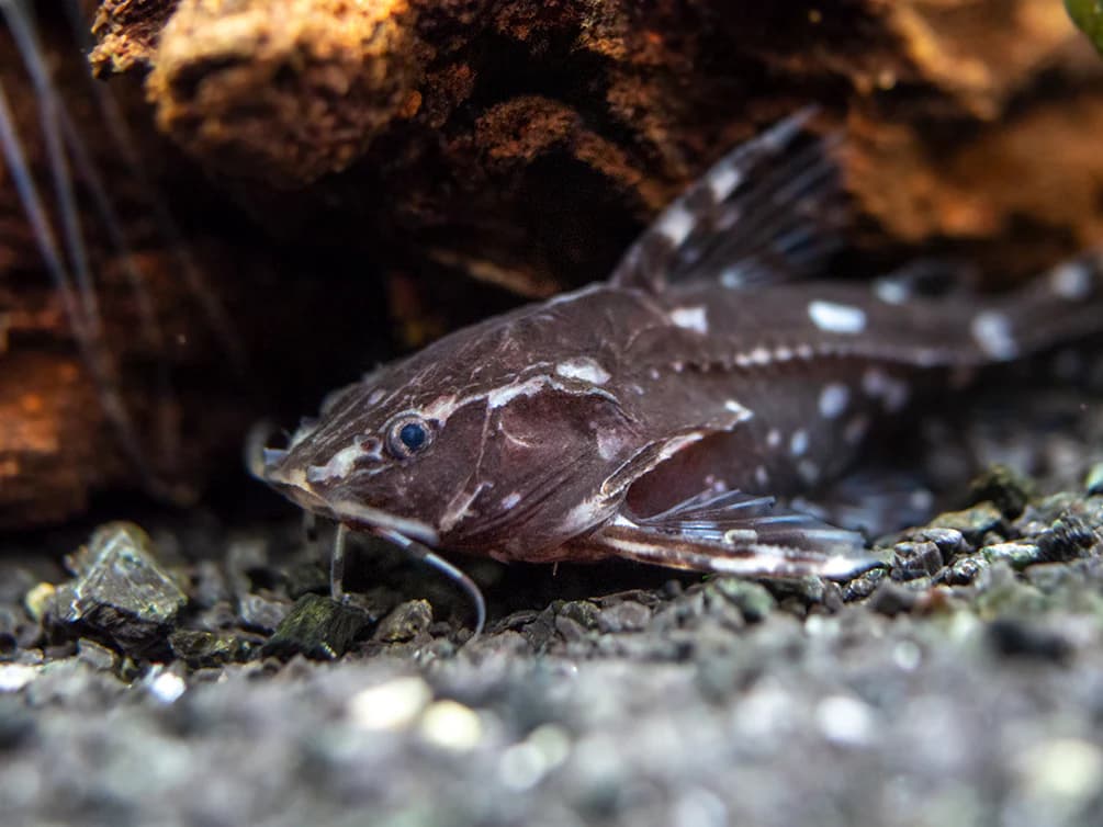 Spotted Raphael Catfish freshwater aquarium image