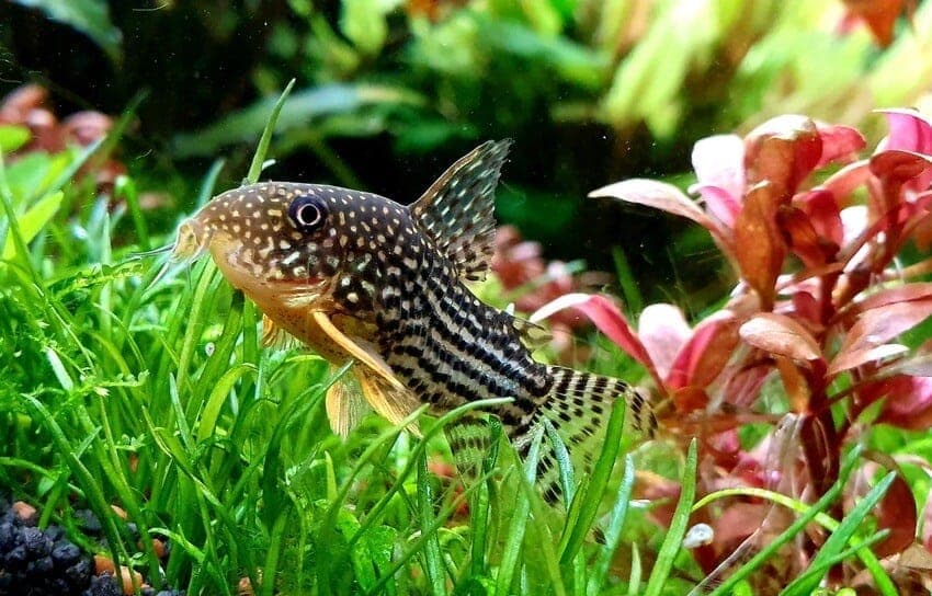 Sterbai Corydoras in a freshwater aquarium