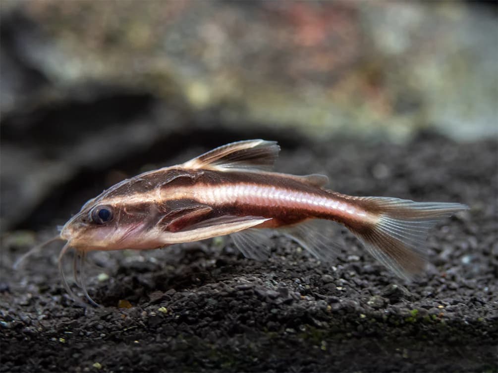 Striped Raphael Catfish freshwater aquarium image