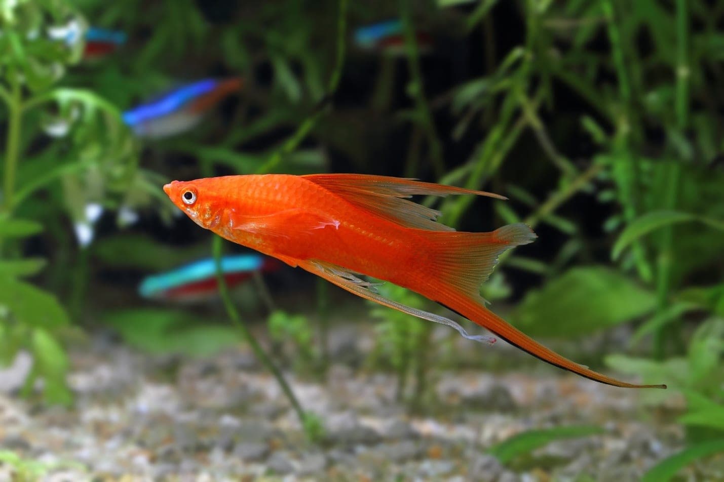 Swordtail in an aquarium