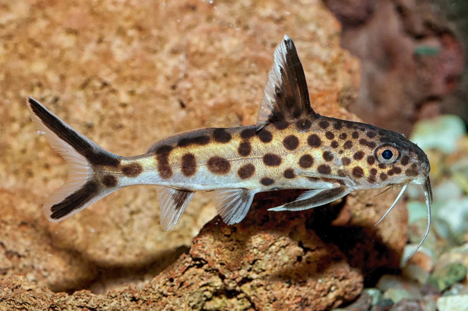 Synodontis Multipunctatus freshwater aquarium image