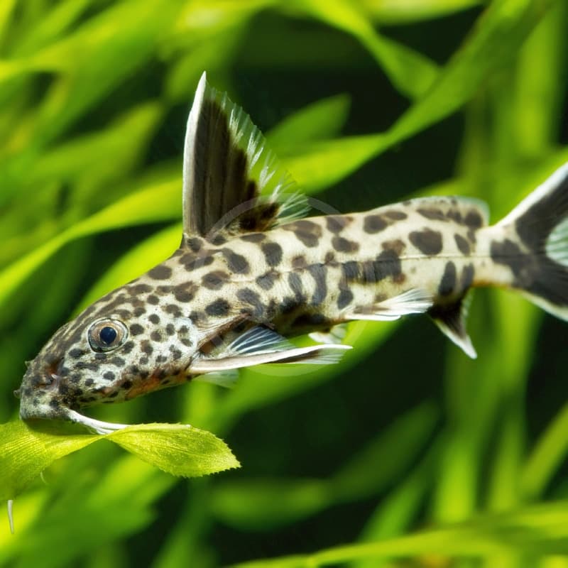 Synodontis Petricola freshwater aquarium image