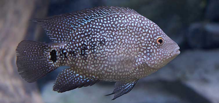 Texas Cichlid freshwater aquarium photo