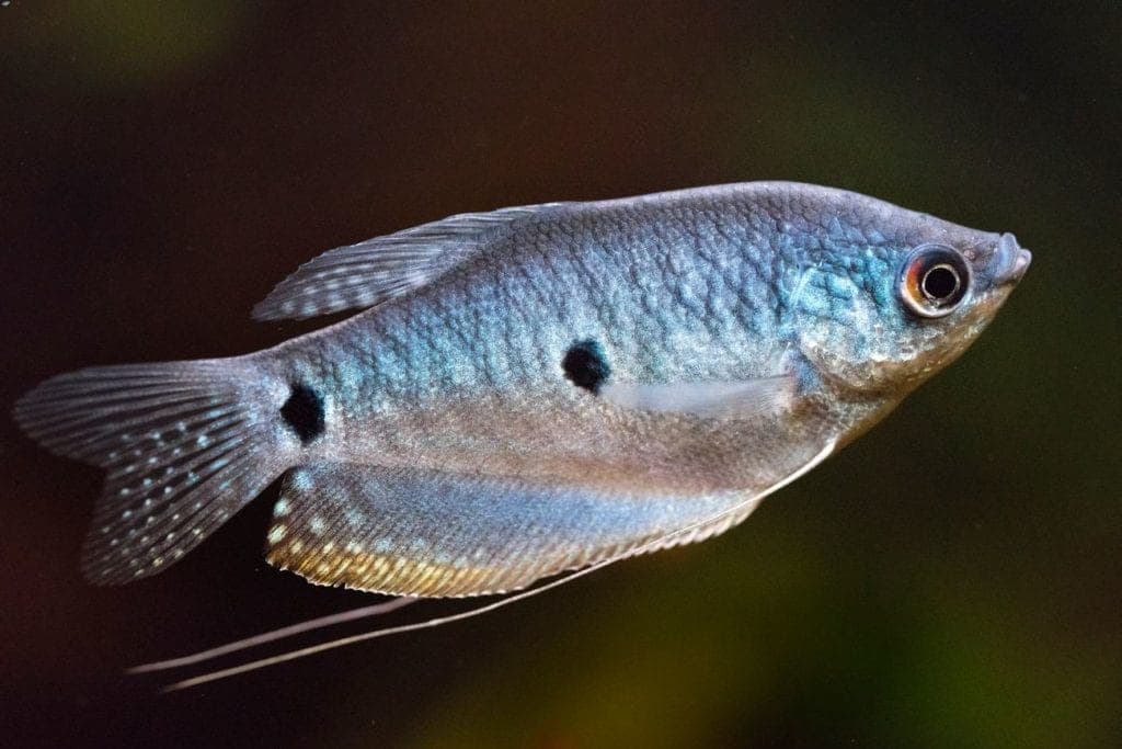 Three Spot Gourami in a freshwater aquarium