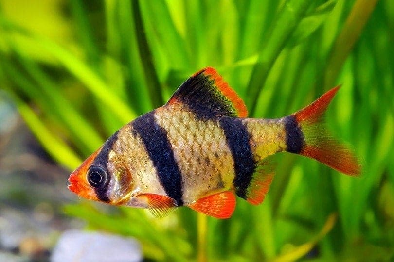 Tiger Barb in an aquarium