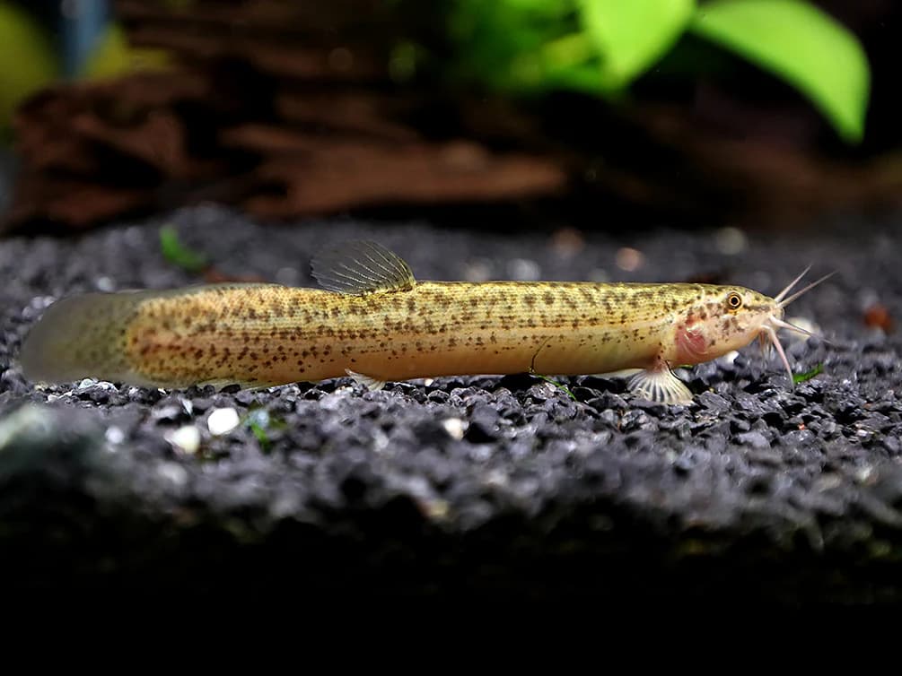 Weather Loach freshwater aquarium image