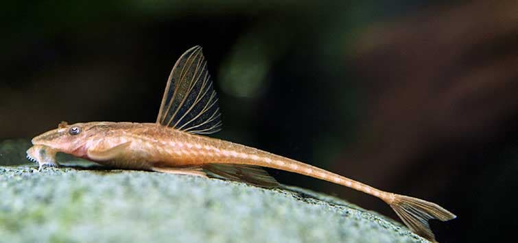 Whiptail Catfish freshwater aquarium photo