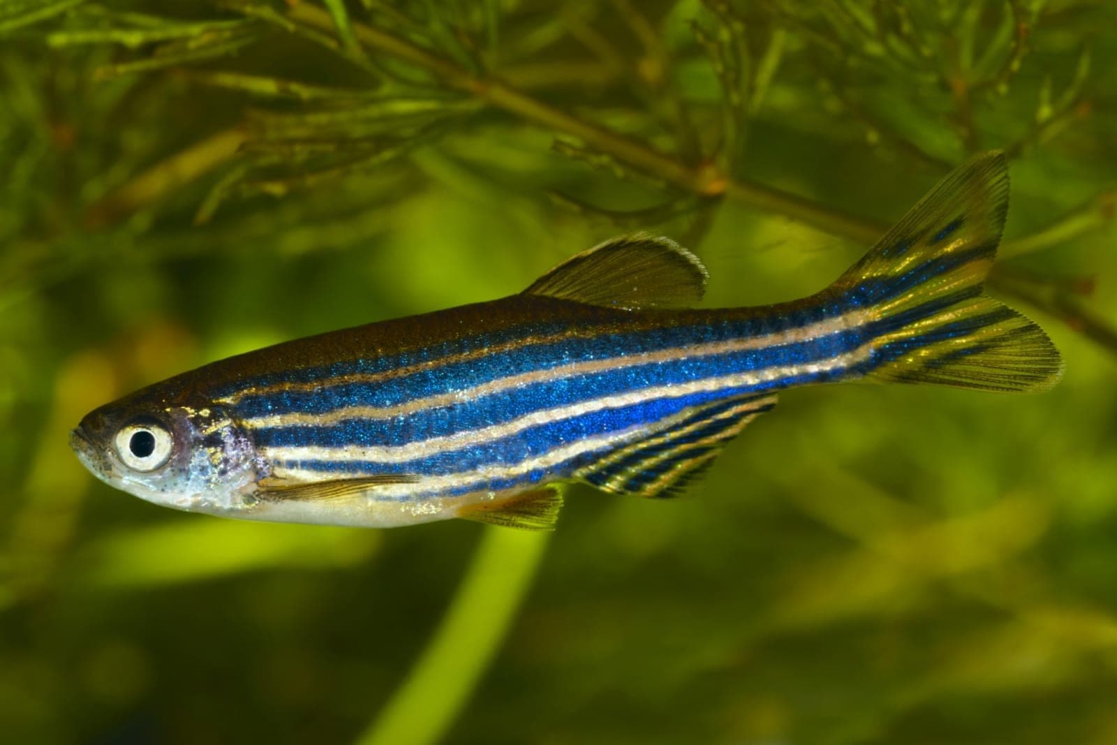 Zebra Danio in an aquarium