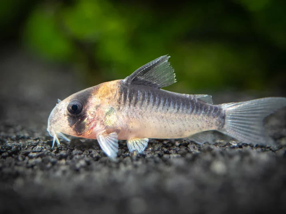 Adolfoi Cory Catfish, a peaceful freshwater aquarium species