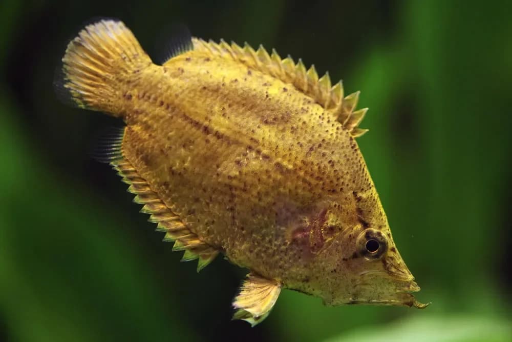 African Leaf Fish