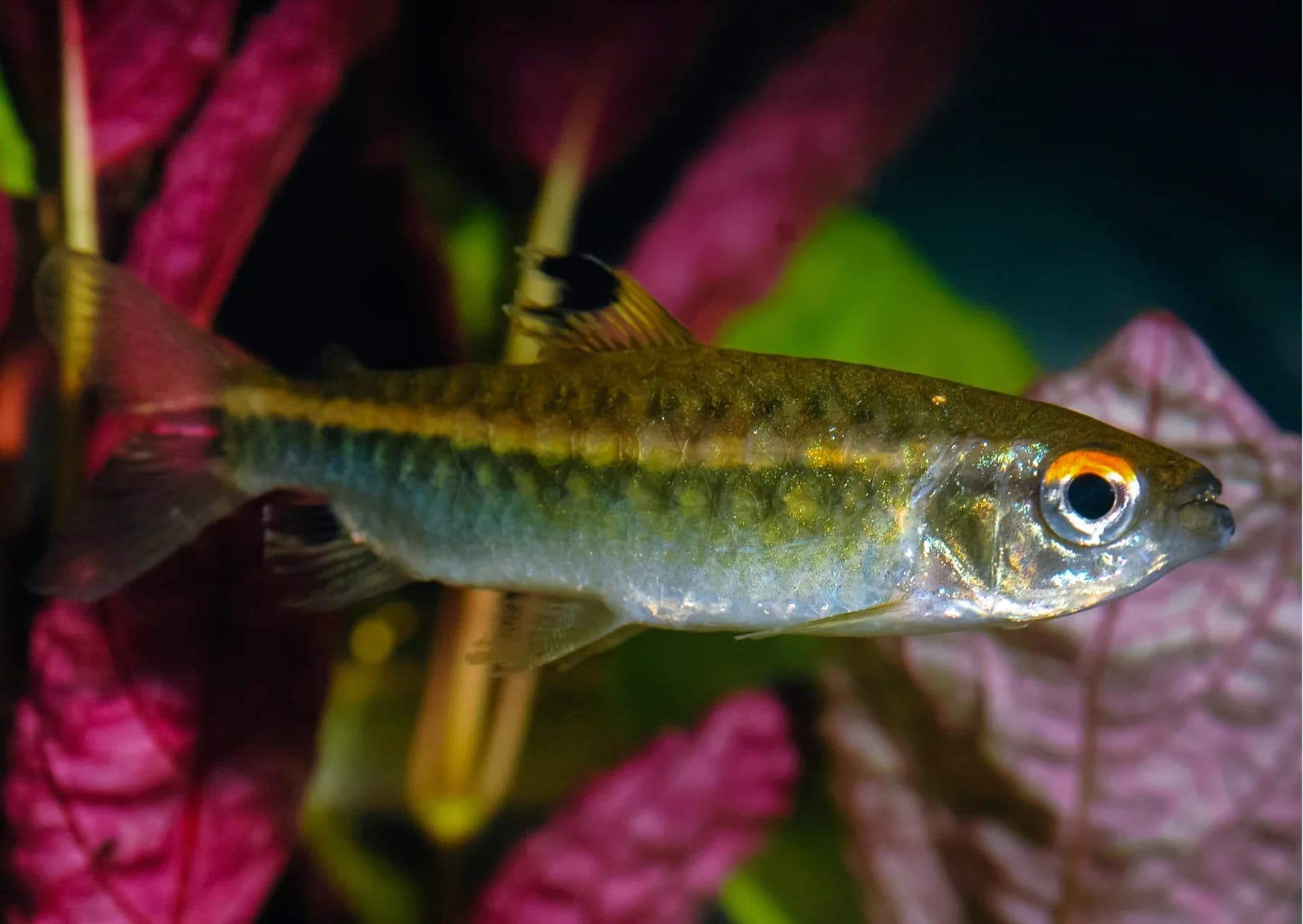 African Red Eye Tetra