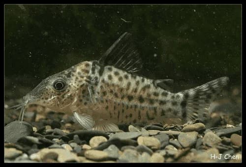 Agassizii Cory Catfish