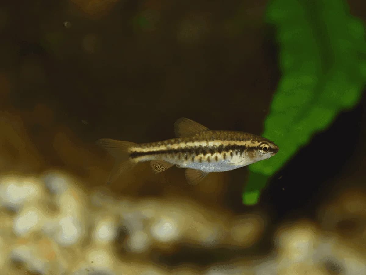 Albino Cherry Barb